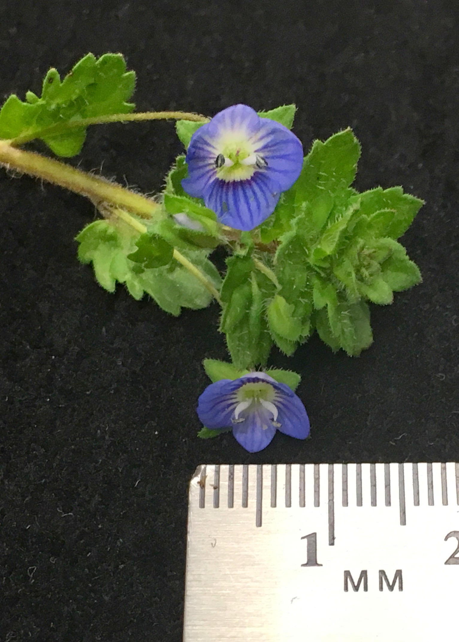 Persian speedwell April2019 (1)